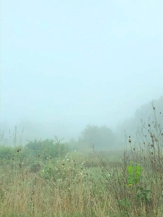 Tall grasses in morning mist